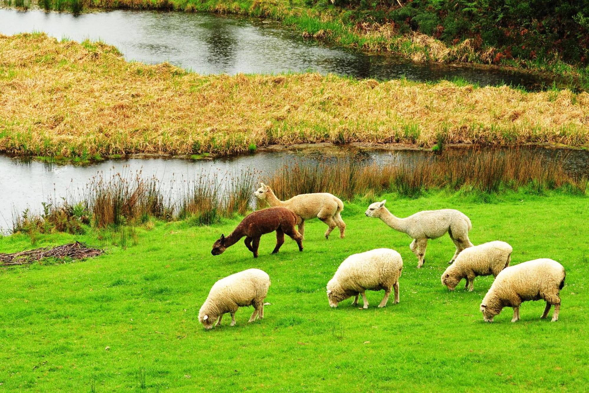 Johanna River Farm & Cottages 部屋 写真